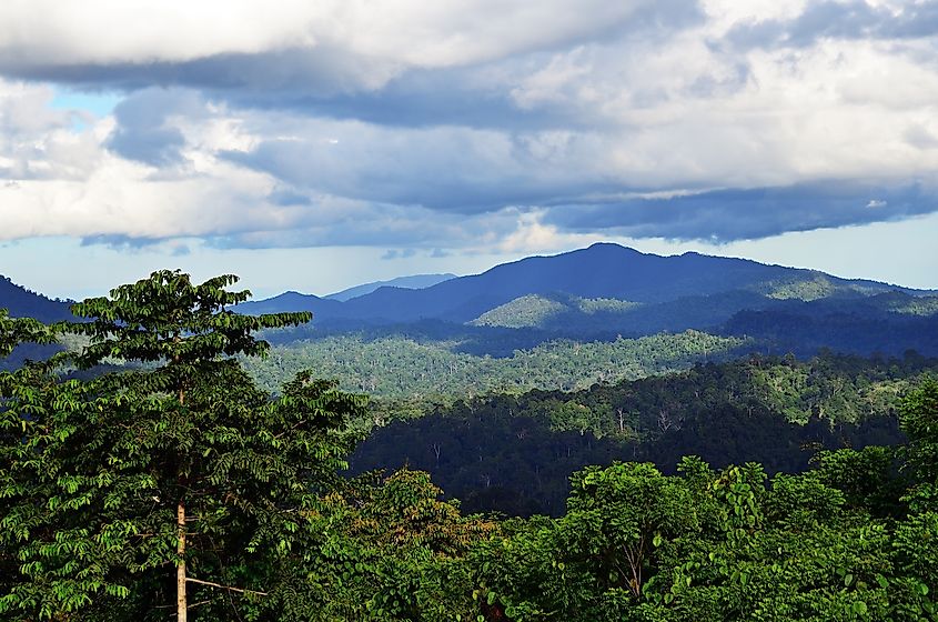 Primary jungle in Danum Valley Conservation Area, Sabah, Malaysian Borneo.