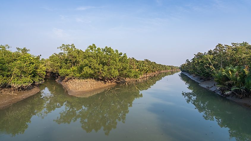 The mangrove forest in Sundarbans national park, a UNESCO World Heritage site, Bangladesh