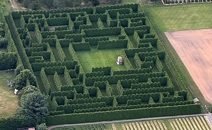 View of the hedge maze at Shamrock Christmas Tree Farm in Mattituck, New York.