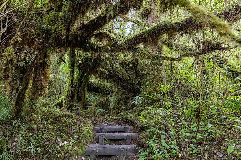 Hiking the Sendero Cascadas Escondidas in the Parque Nacional Pumalín Douglas Tompkins in Patagonia, Chile (Freedom_wanted / Shutterstock)