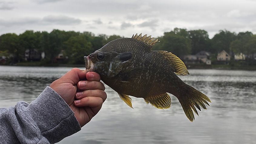 Fish caught in Lake Michigan