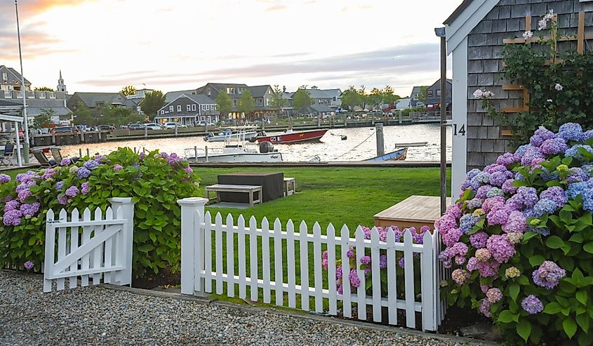 Late afternoon in downtown Nantucket overlooking a white picket fenced yard with blooming hydrangeas and Easy Street Boat Basin in the distance.