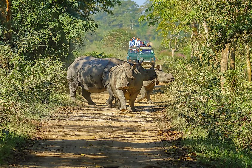 Where Do Rhinos Live? - WorldAtlas