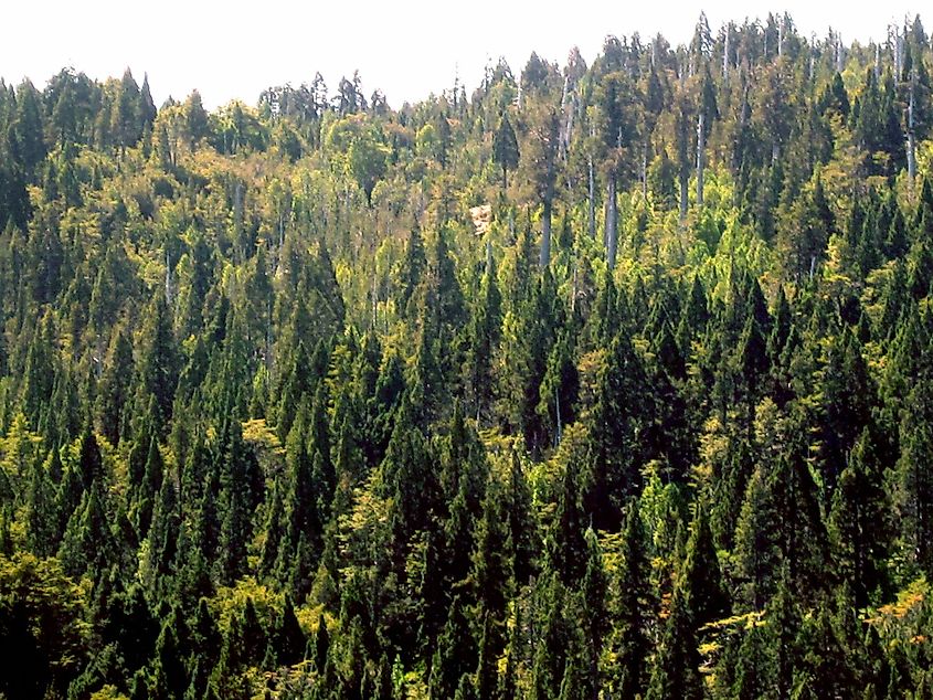 Forest at Alerce Costero National Park, Chile. By Sietecolores - Own work, CC BY-SA 3.0