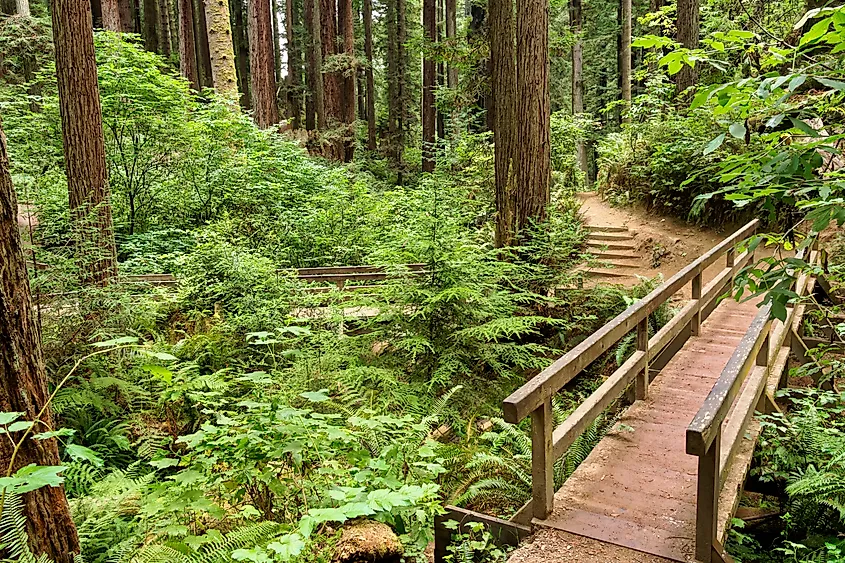 Boardwalk through the Arcata Community Forest in Arcata, California.