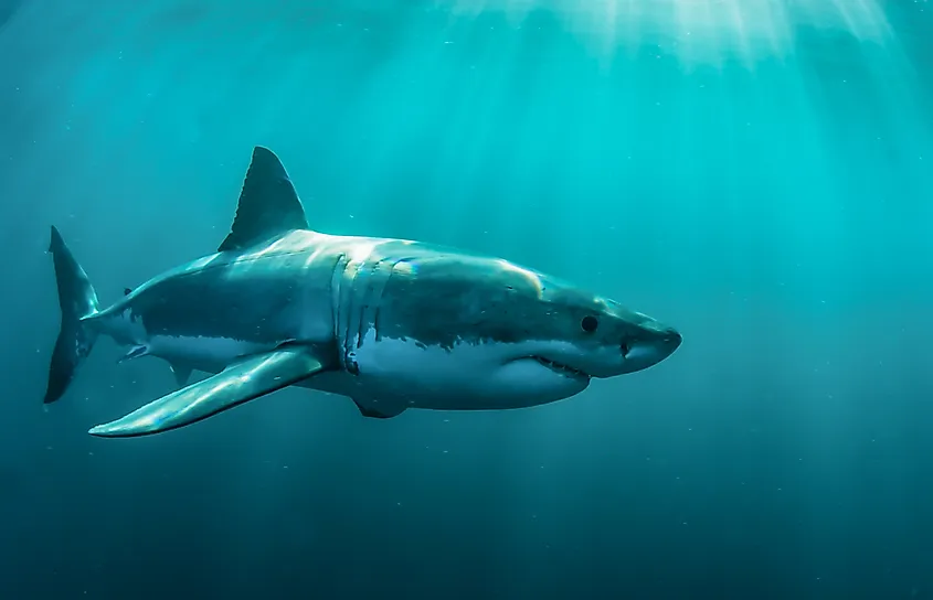 Great White Sharks can reach swimming speeds as fast as 25 miles per hour.