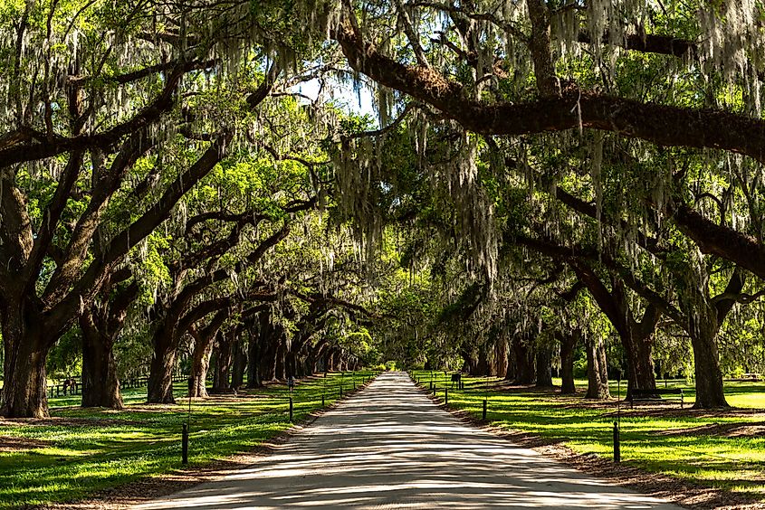 Old oak trees in the Boone Hall Plantation estate.