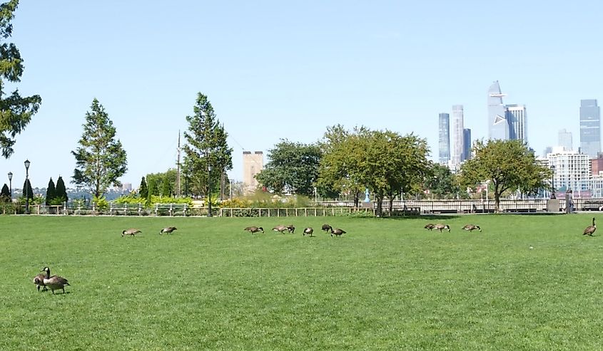 Waterfront, Manhattan skyline, geese migration.