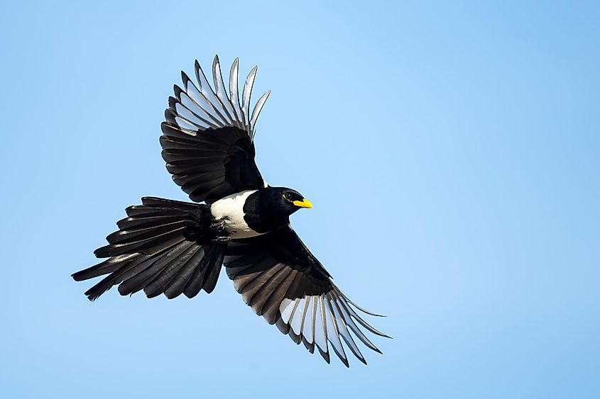 A yellow-billed magpie in flight.
