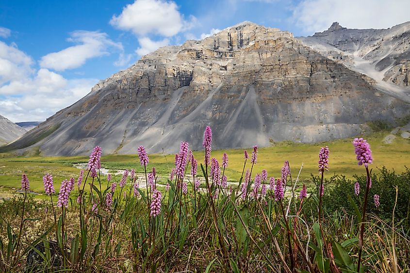 Flowers in Gates of the Arctic National Park.