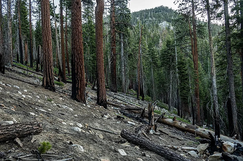 Burned Hillside Of Kings Canyon National Park.
