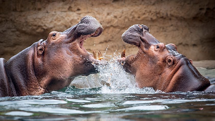 Hippopotamus