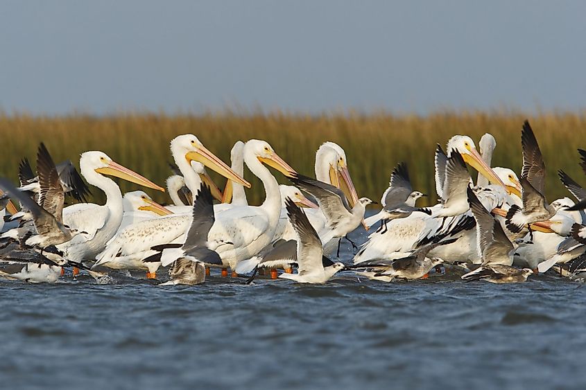 American white pelican, Bolivar Peninsula, Texas