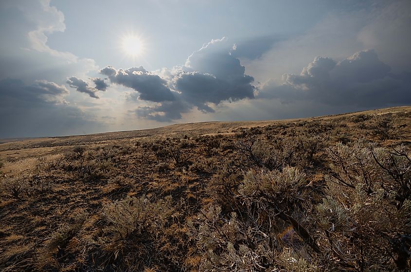 The scrub-covered hillsides typical of the Trees of Stone Interpretive Trail, many of which contain petrified wood specimens. Photo credit: Brendan Cane