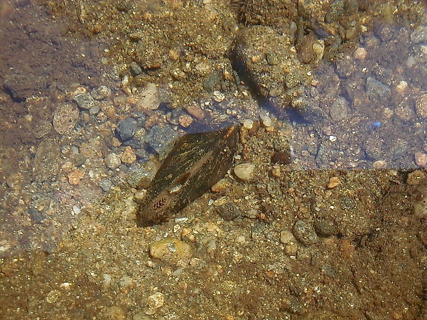 Endangered dwarf wedgemussel (Alasmidonta heterodon).