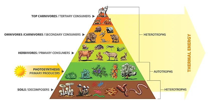 Energy pyramid