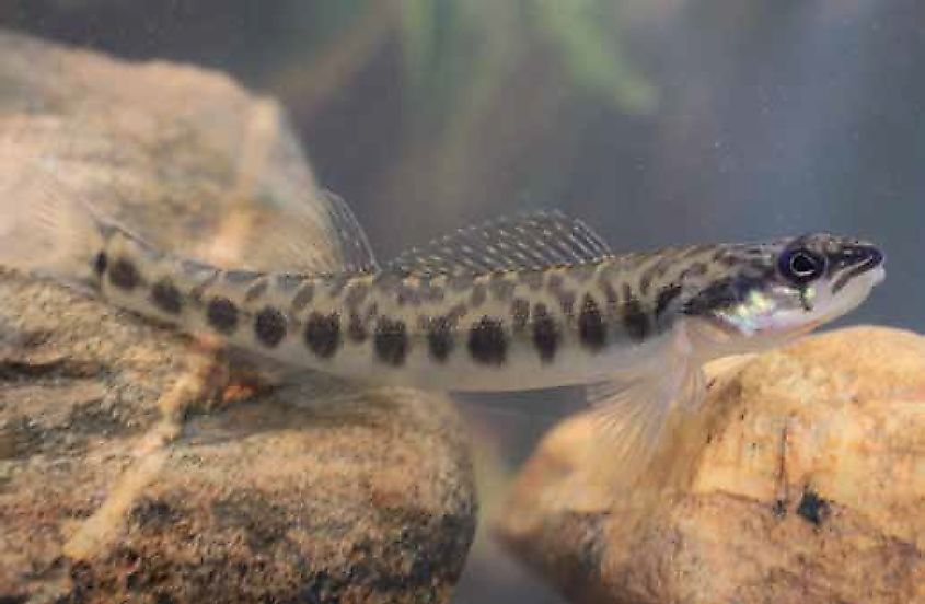 A leopard darter.