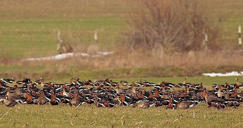 Red-breasted geese foraging on the ground. 