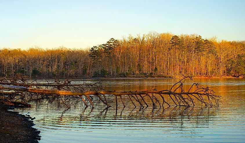 A fallen pine extends into the water along the shoreline of the Chickamauga Lake at Harrison Bay State Park