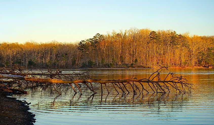 A fallen pine extends into the water along the shoreline of the Chickamauga Lake at Harrison Bay State Park