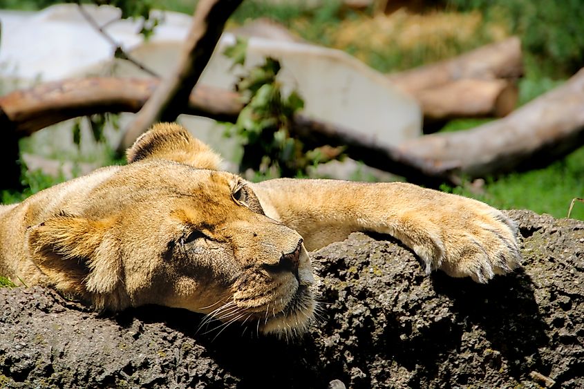 Editorial Photo Credit: Aviston Photography via Shutterstock. Racine Zoo- Midday Lioness Rest