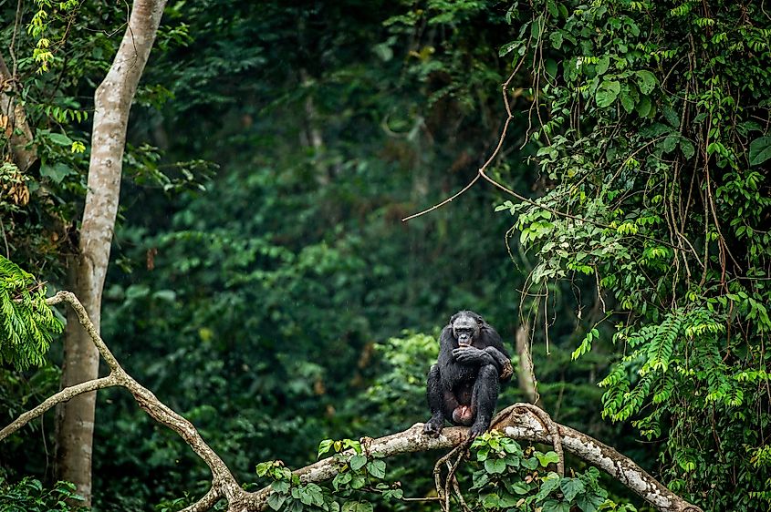 Democratic Republic of Congo. Africa