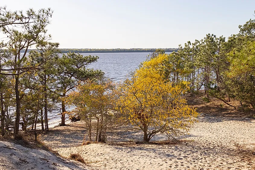 A scenic view of Carolina Beach State Park, in North Carolina. 