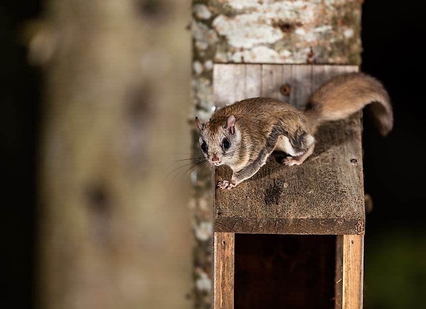 Northern flying squirrel