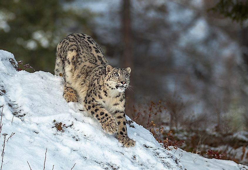 snow leopard Himalayas