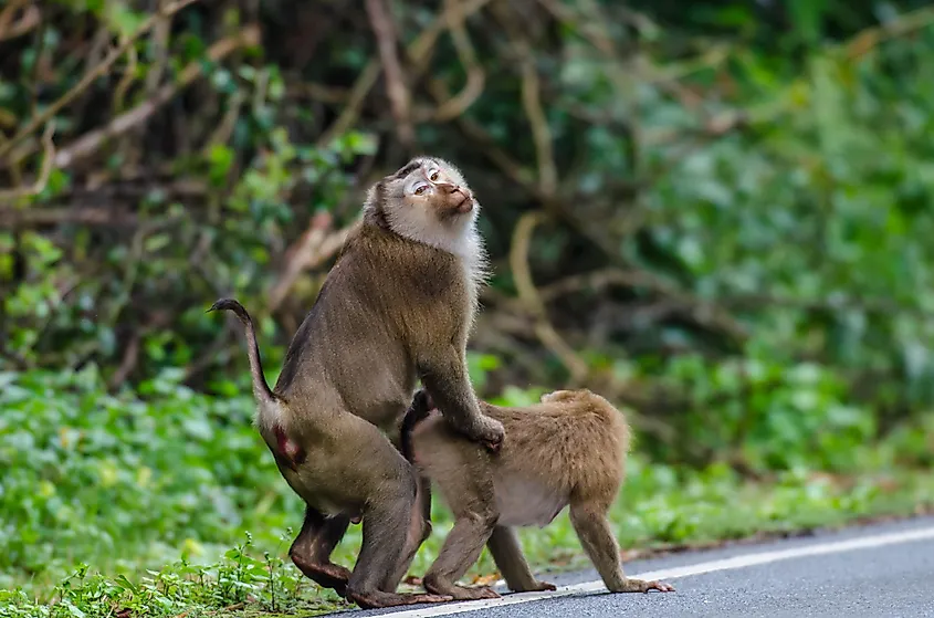 Northern pig-tailed macaque monkey in Kao Yai National Park, Thailand