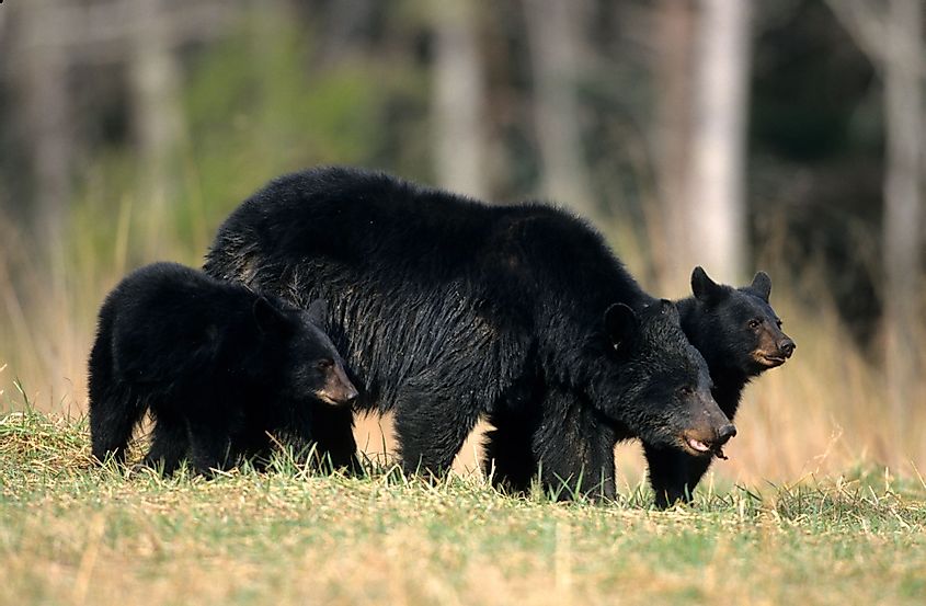A female black bear with two cubs in Great Smoky Mountains National Park