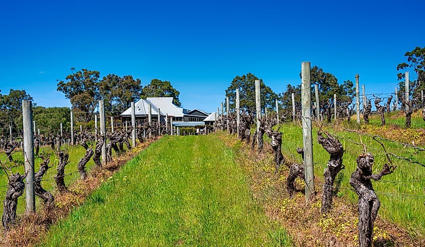 Vasse Felix wineyard in Western Australia, Margaret River region