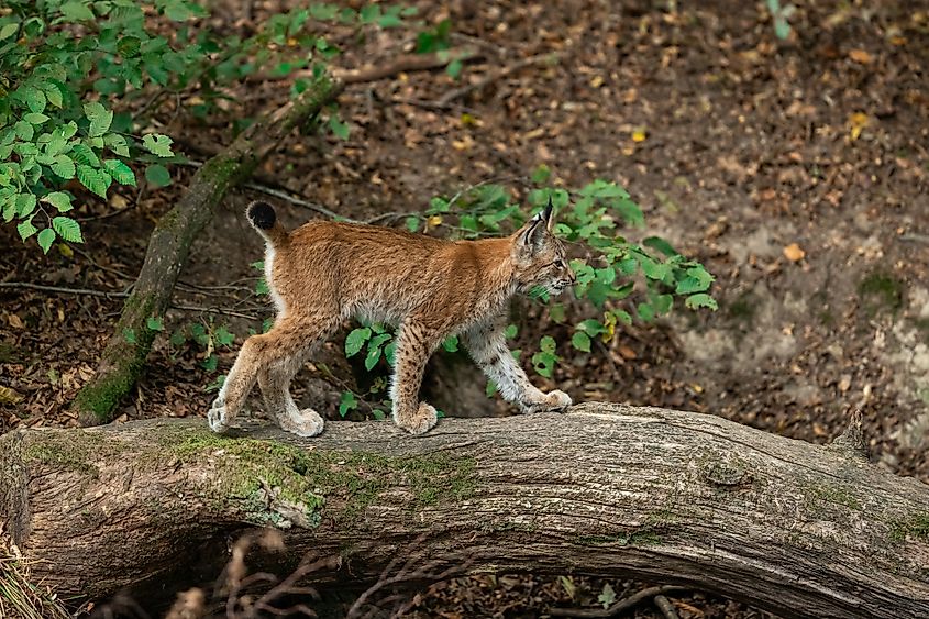 Lynx walking in the forest. Credit: AB Photographie/Shutterstock.com