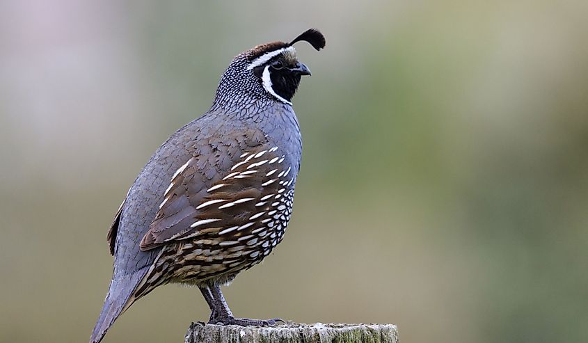Side view of a California Quail in New Zealand