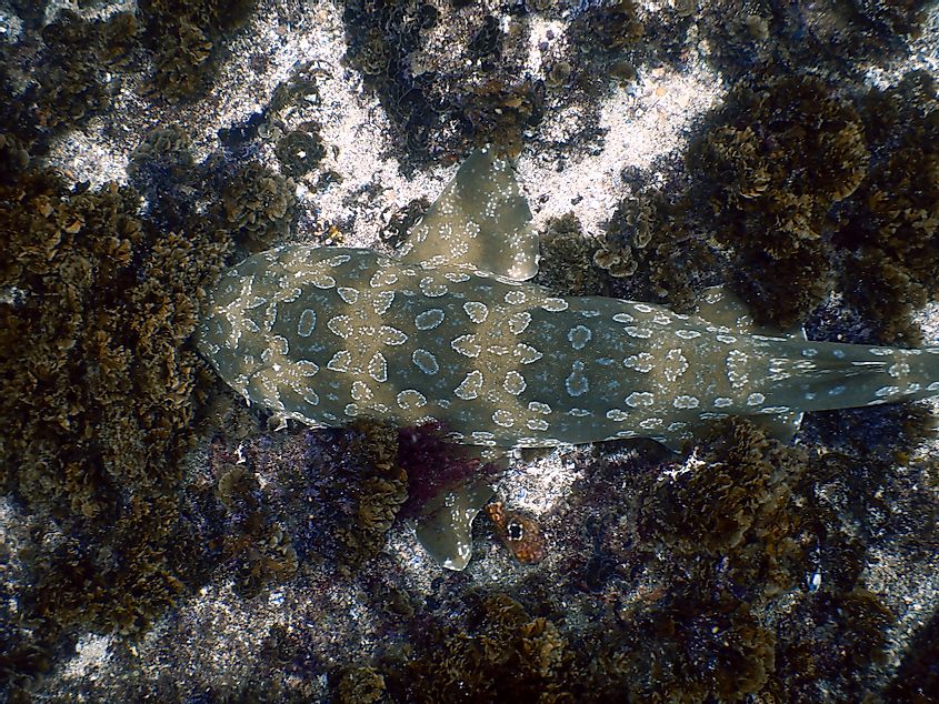 spotted wobbegong