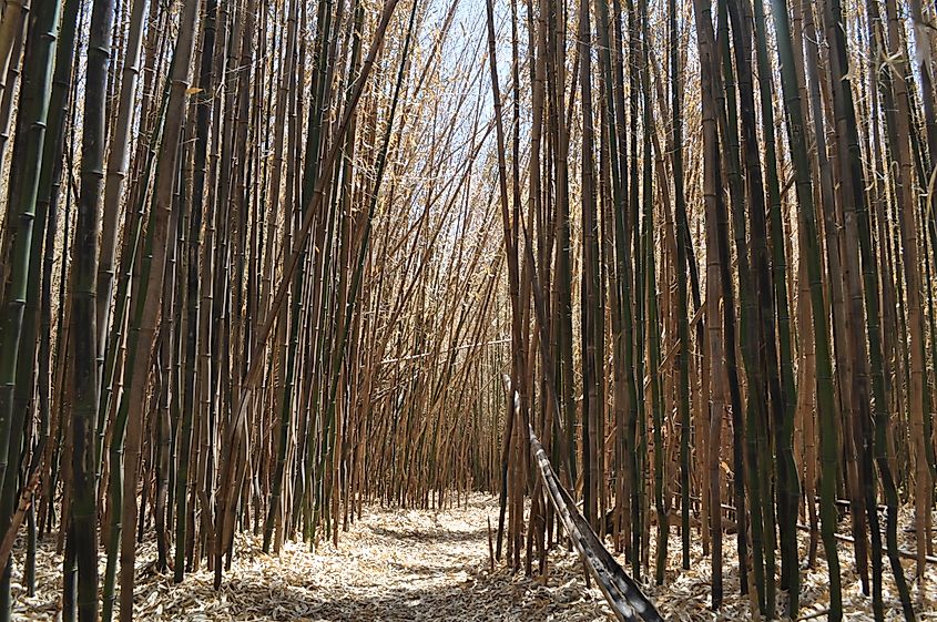 Bamboo forest in the Fantastic Umbrella Factory area in Charlestown, Rhode Island.