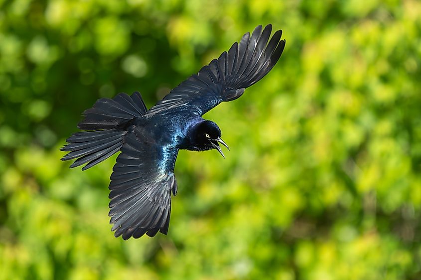 A boat-tailed grackle flying