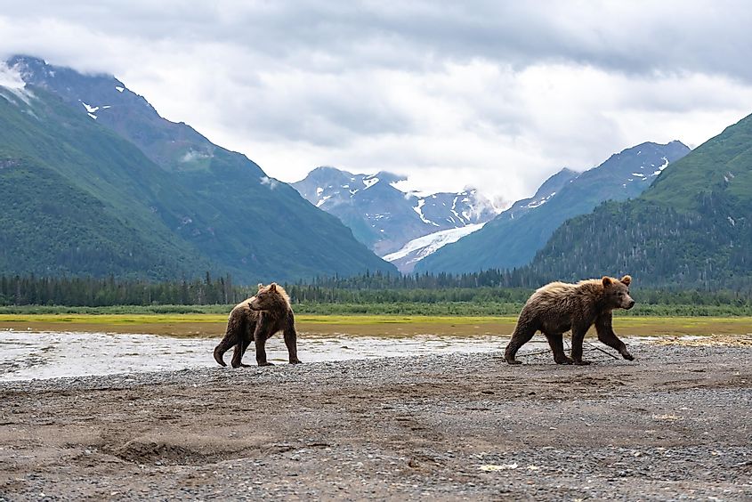 Grizzly Bear (Ursus arctos horribilis) cubs walking on beach, Lake Clark National Park, Alaska