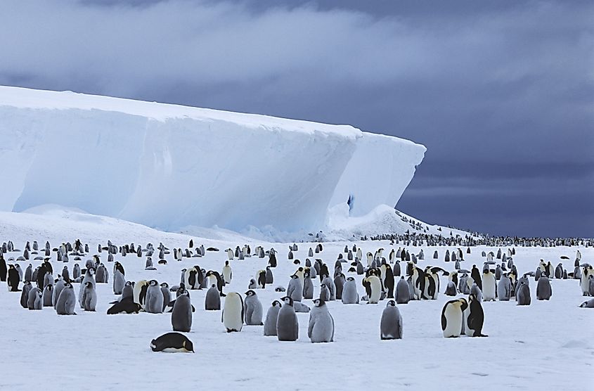 Antarctica penguins