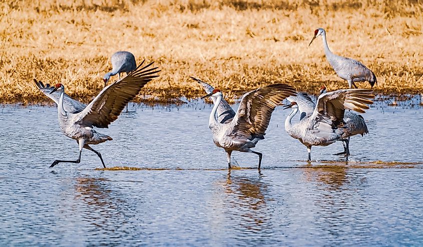 Sandhill Cranes at Wheeler National Wildlife Refuge.