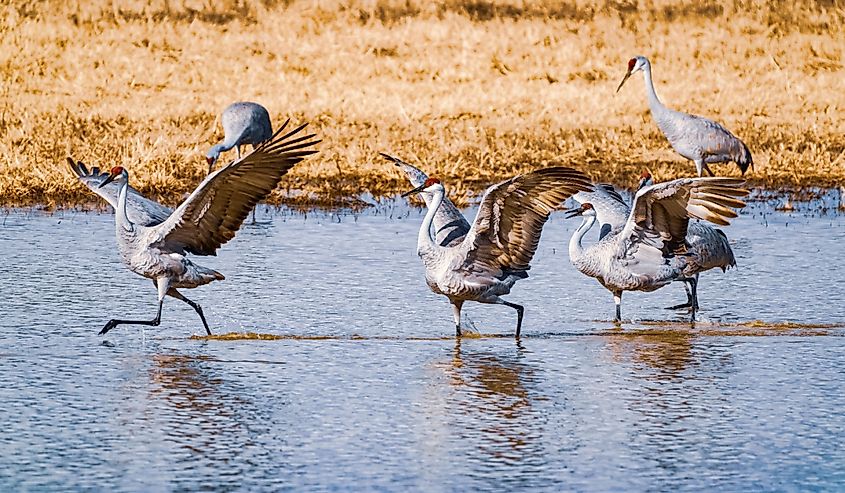 Sandhill Cranes at Wheeler National Wildlife Refuge. Lmplatt1 via Shutterstock.