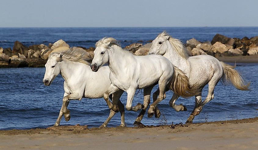 Camargue Horse, Galloping on the Beach, Saintes Marie de la Mer in Camargue, in the South of France.