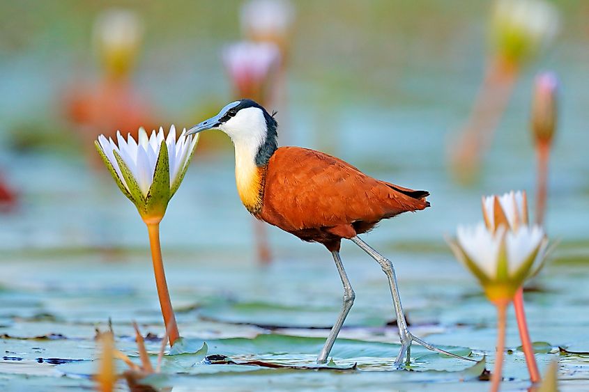 Okavango Delta lily flower