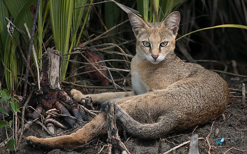 Jungle cat in the Sundarbans