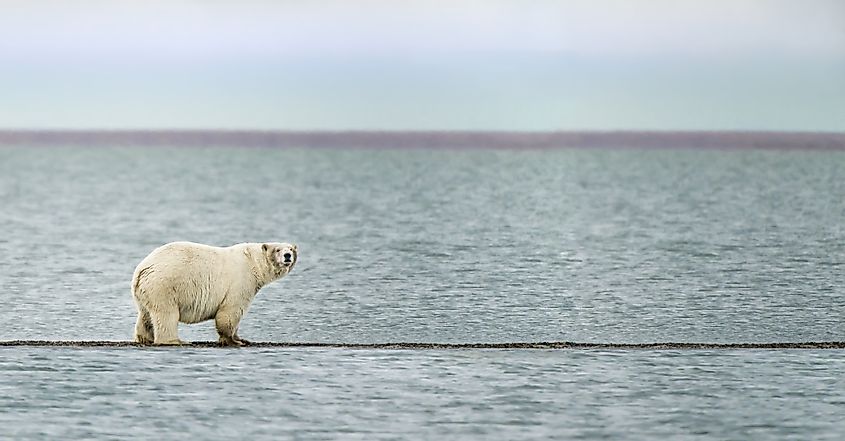Polar Bear near the village of Kaktovik in the Beaufort Sea off the north coast of Alaska. 