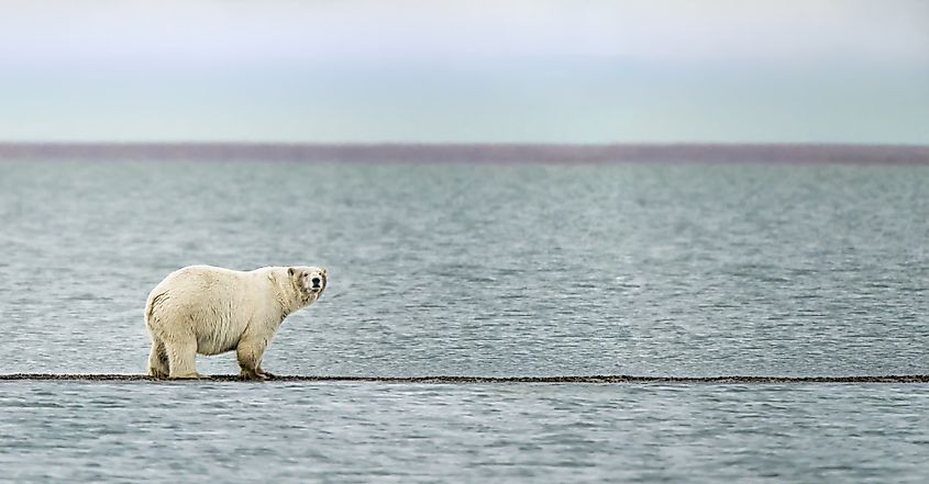 Polar Bear near the village of Kaktovik in the Beaufort Sea off the north coast of Alaska. 