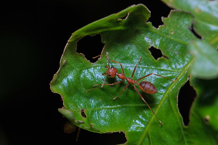 Leafcutter ant on a leaf.