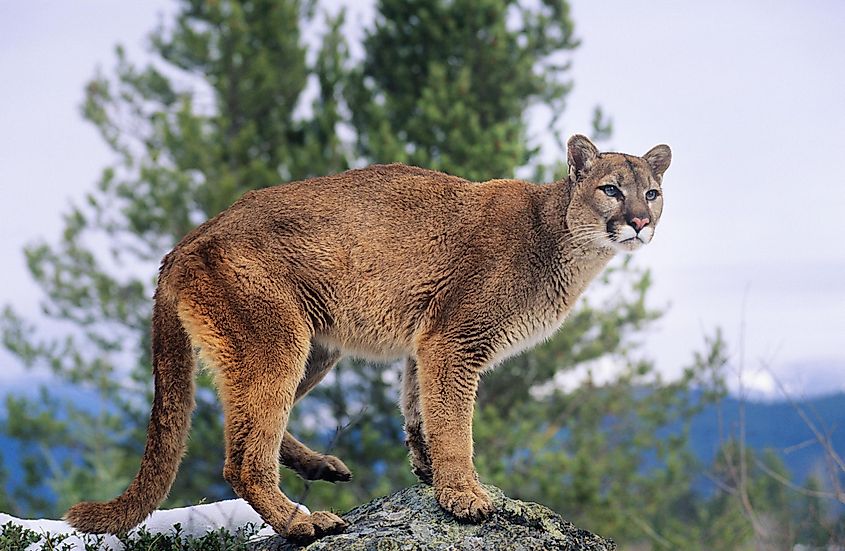 A mountain lion on the top of a rock.