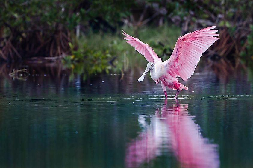 Animals Of The Florida Everglades - WorldAtlas