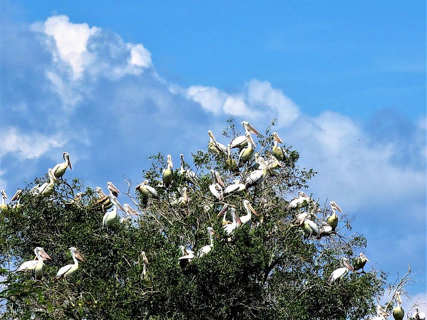 Pelicans in Tonle Sap Lake